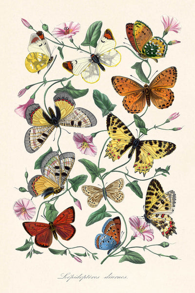 Illustration zoologique de papillon et de mite par Paul Gervais, 1842 