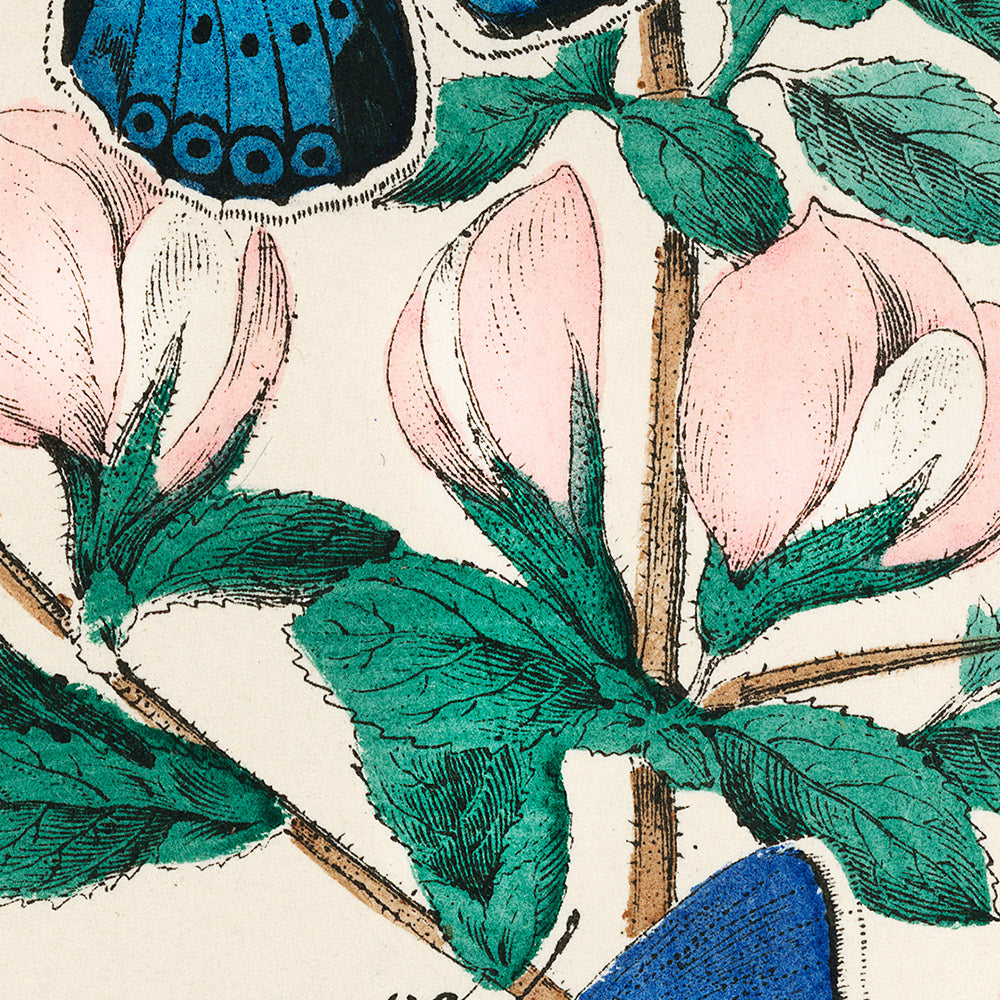 Butterfly and Moth Illustration by Willem Forsell Kirby, 1882