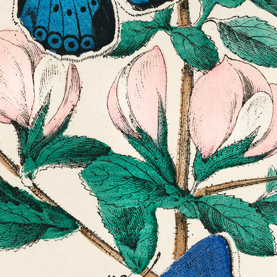 Butterfly and Moth Illustration by Willem Forsell Kirby, 1882