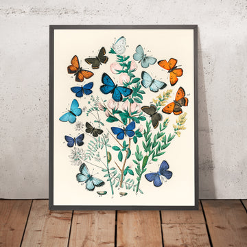 Illustration de papillon et de mite par Willem Forsell Kirby, 1882 