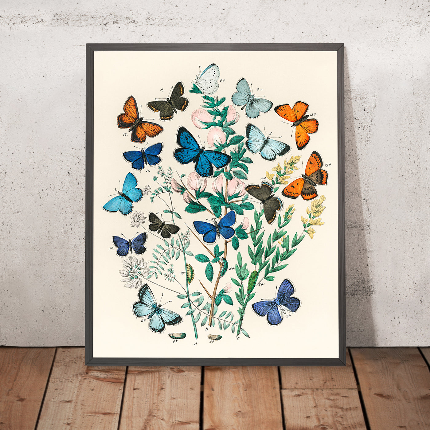 Butterfly and Moth Illustration by Willem Forsell Kirby, 1882