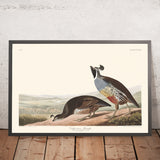 Pernice della California di John James Audubon, 1827 