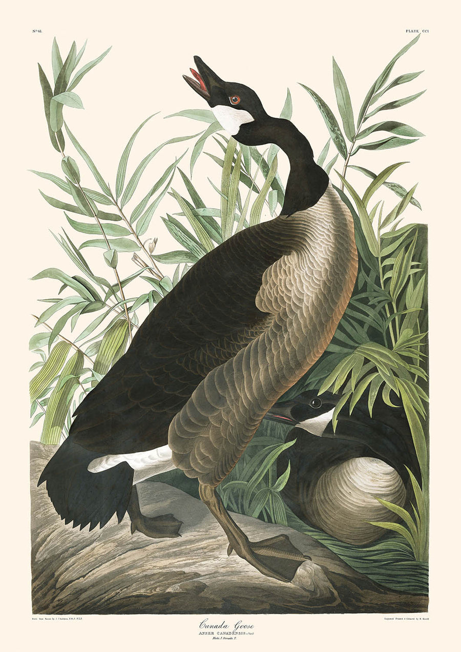 Canada Goose di John James Audubon, 1827 