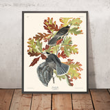 Canada Jay (Whiskey Jack) di John James Audubon, 1827 