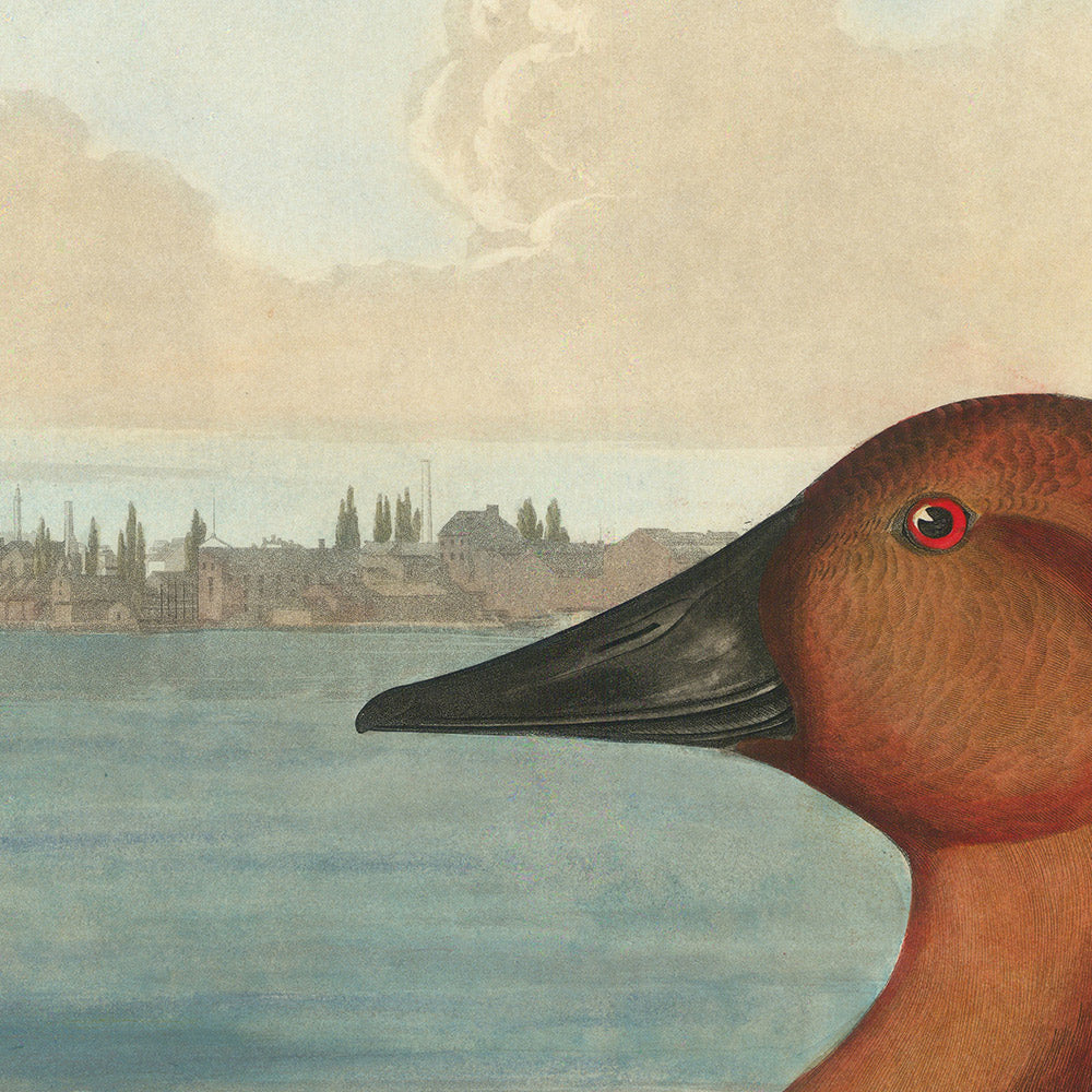 Pato con respaldo de lienzo de 'Aves de América' de John James Audubon, 1827 