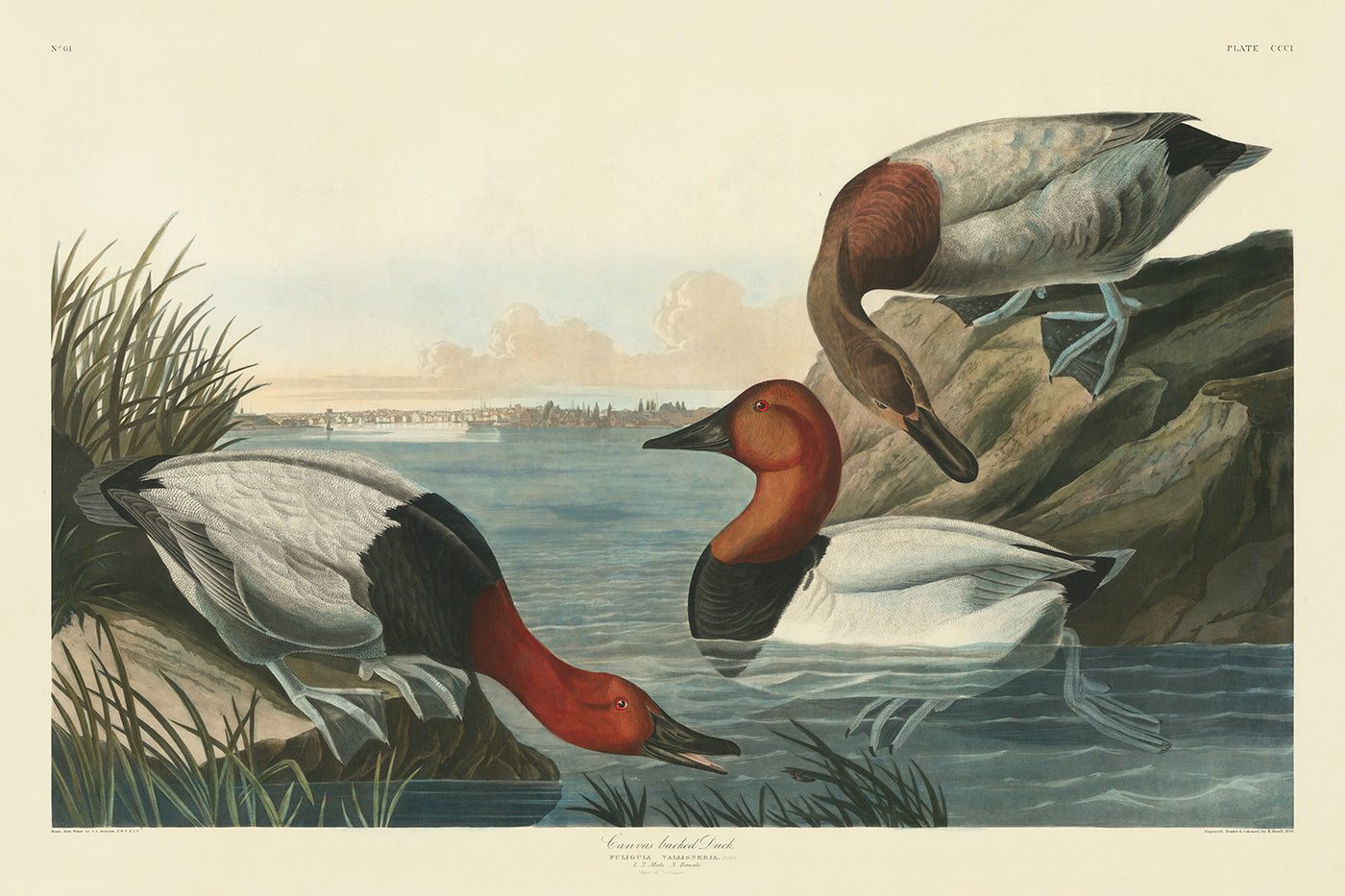 Pato con respaldo de lienzo de 'Aves de América' de John James Audubon, 1827 