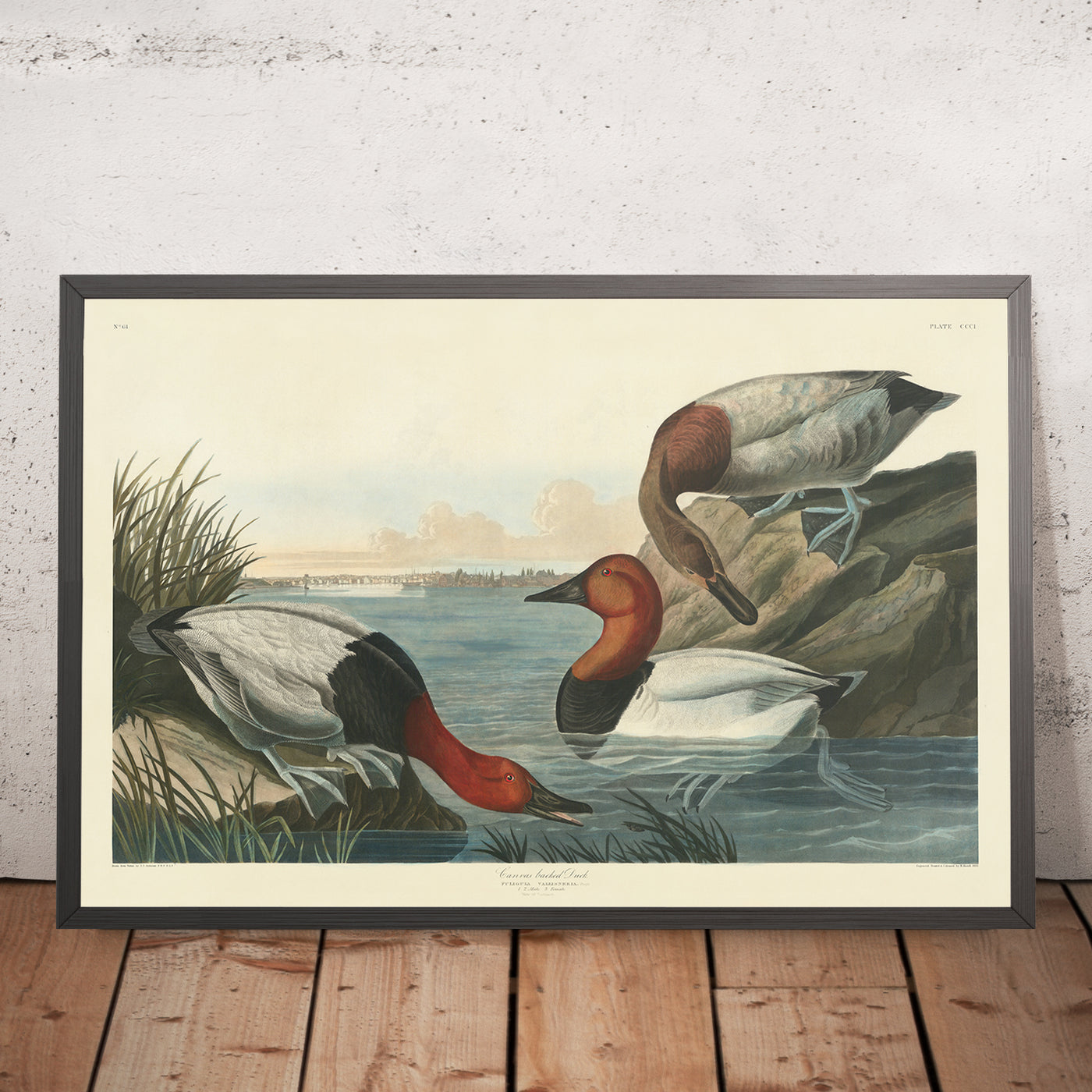 Pato con respaldo de lienzo de 'Aves de América' de John James Audubon, 1827 