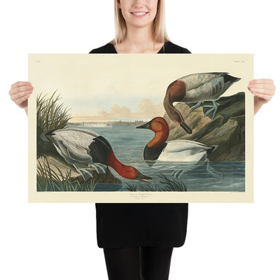 Pato con respaldo de lienzo de 'Aves de América' de John James Audubon, 1827 