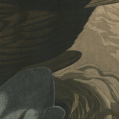 Cormorán común de 'Aves de América' por John James Audubon, 1827 