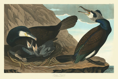 Cormorán común de 'Aves de América' por John James Audubon, 1827 
