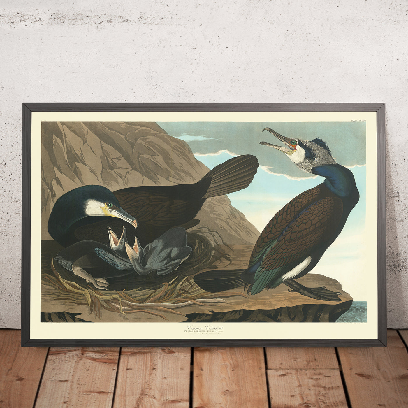 Cormorán común de 'Aves de América' por John James Audubon, 1827 