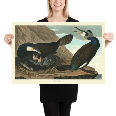 Cormorán común de 'Aves de América' por John James Audubon, 1827 