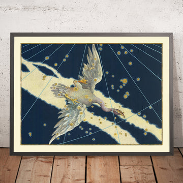 Antica mappa stellare del Cigno (Cygnus) di Johann Bayer, 1603 - Carta delle costellazioni celesti 