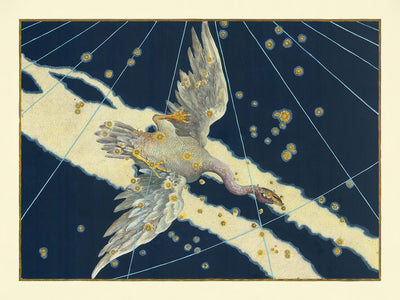 Antigua carta estelar de Cygnus (El Cisne) de Johann Bayer, 1603 - Mapa de constelaciones celestiales 