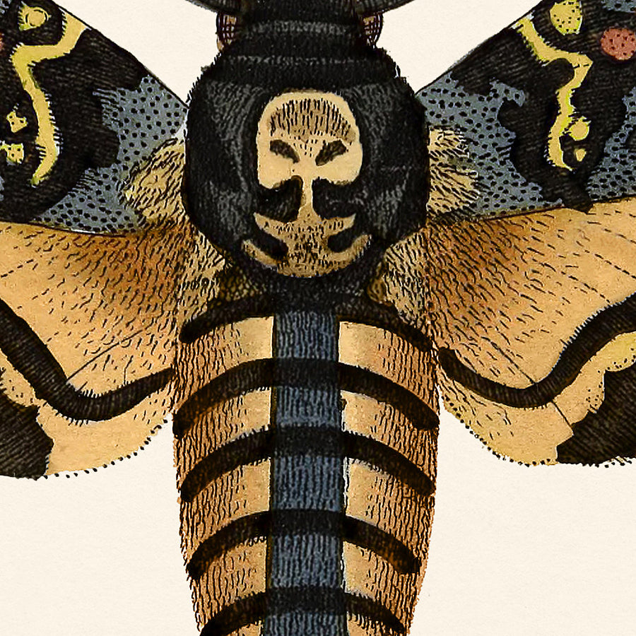 Illustrazione della Falena Teschio della Morte di William Wood, 1821 