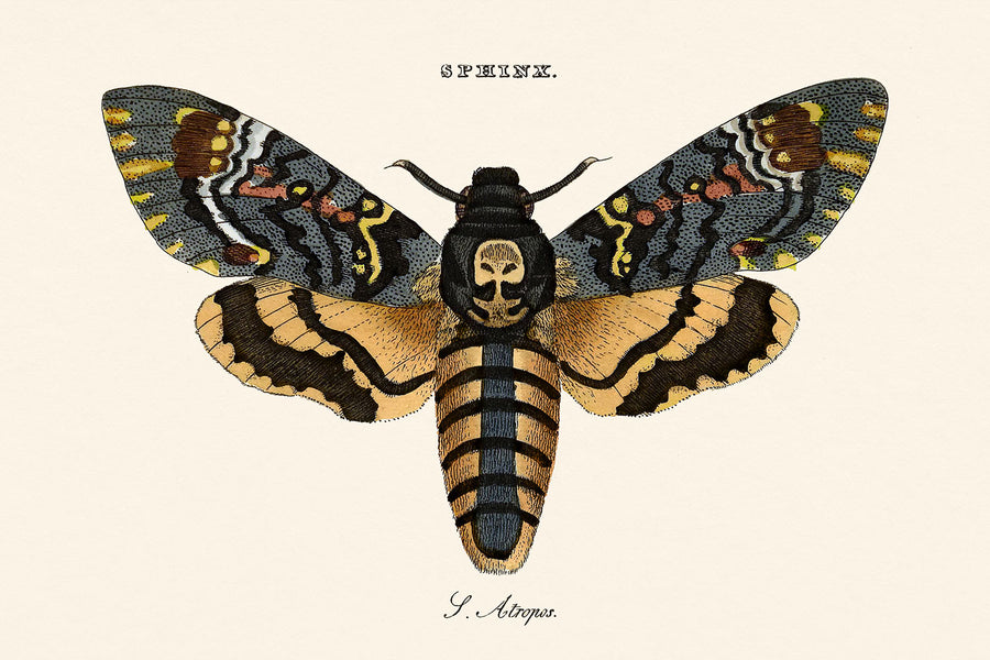 Illustrazione della Falena Teschio della Morte di William Wood, 1821 