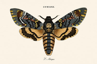 Death's Head Hawkmoth Illustration by William Wood, 1821