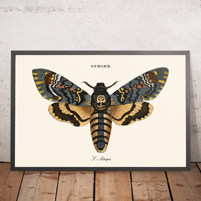 Death's Head Hawkmoth Illustration by William Wood, 1821
