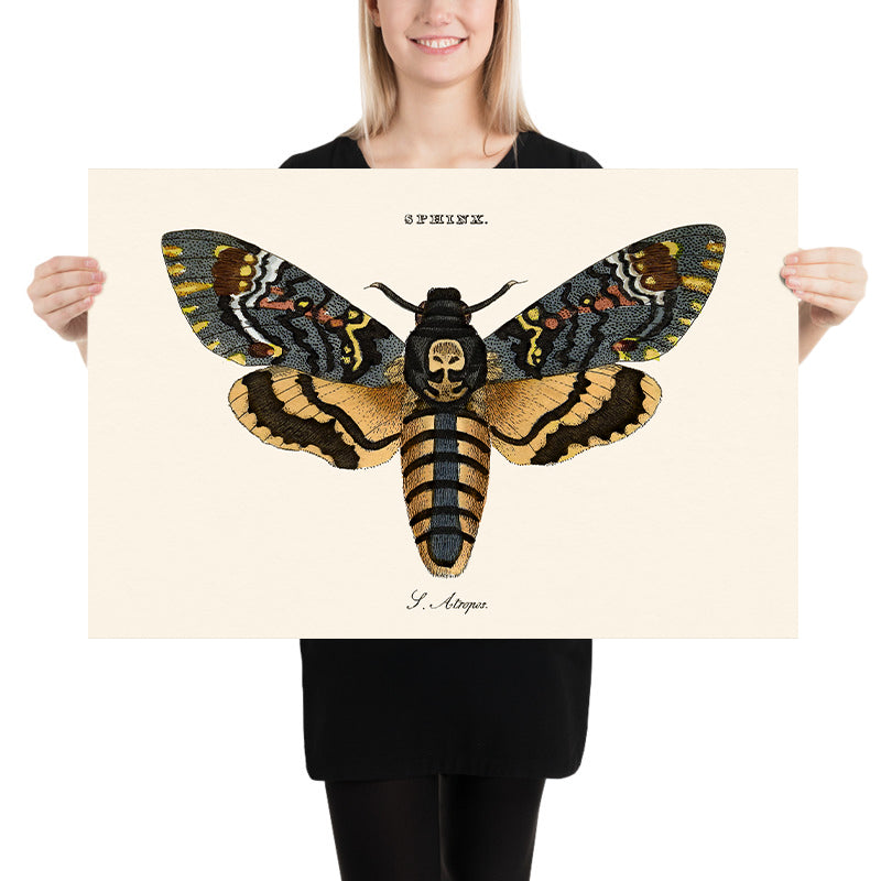 Death's Head Hawkmoth Illustration by William Wood, 1821