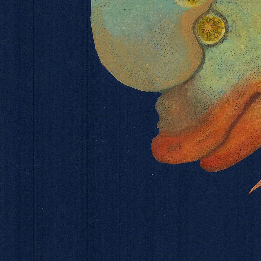 Mappa Stellare Antica del Delfino di Johann Bayer, 1603 - Carta delle Costellazioni Celesti 