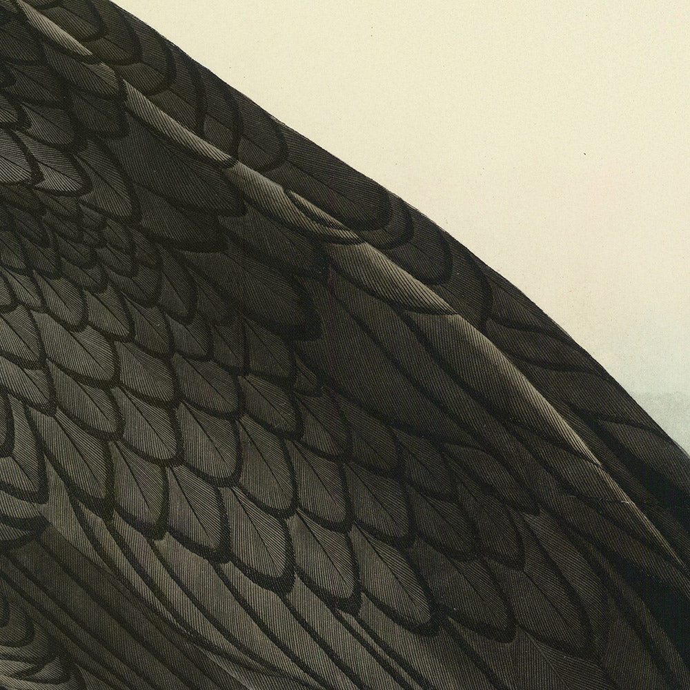Double-crested Cormorant from 'Birds of America' by John James Audubon, 1827