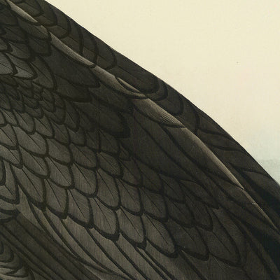 Double-crested Cormorant from 'Birds of America' by John James Audubon, 1827