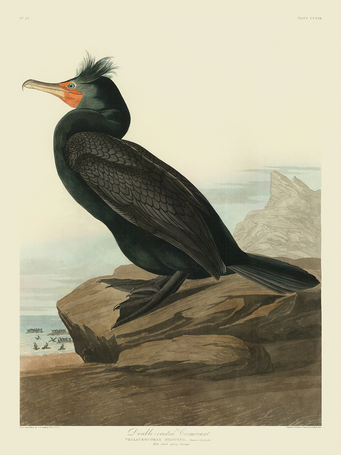 Double-crested Cormorant from 'Birds of America' by John James Audubon, 1827
