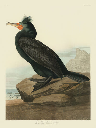 Double-crested Cormorant from 'Birds of America' by John James Audubon, 1827