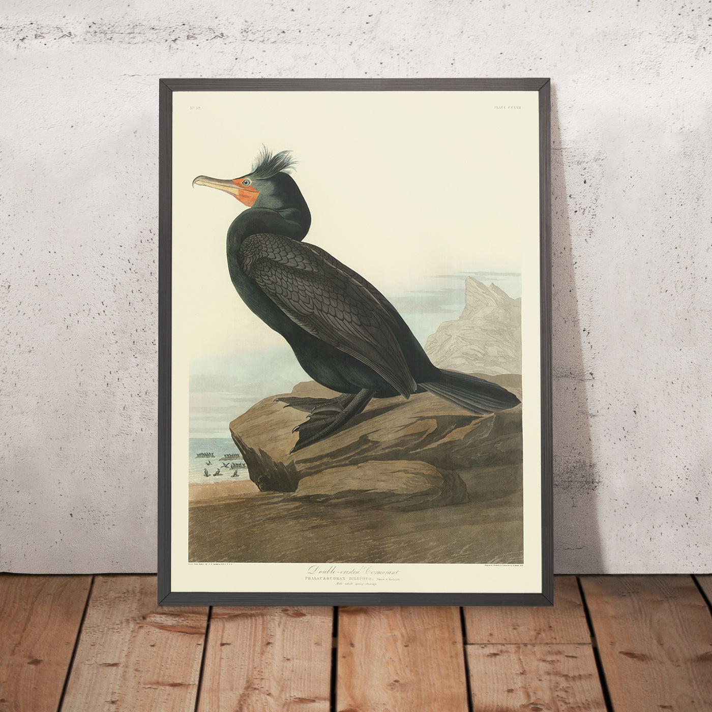 Double-crested Cormorant from 'Birds of America' by John James Audubon, 1827