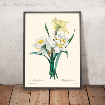 Double Daffodil Botanical Illustration by Pierre-Joseph Redouté, 1827