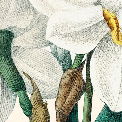 Ilustración botánica de Doble Narciso por Pierre-Joseph Redouté, 1827 