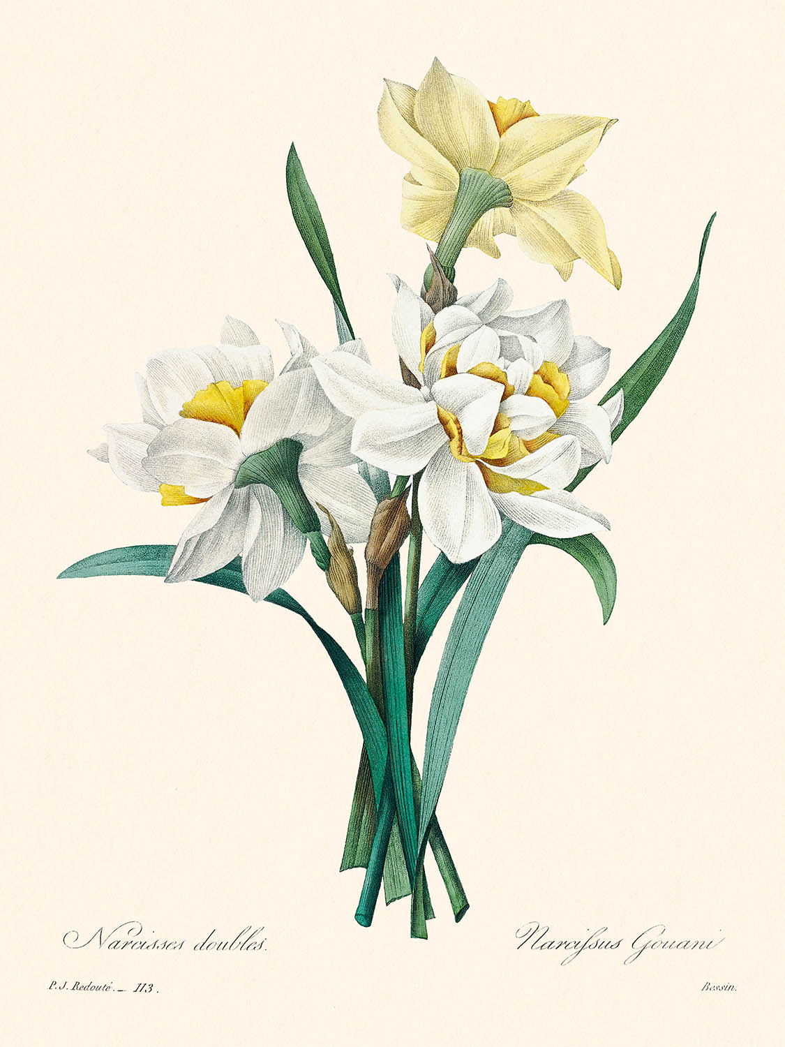 Ilustración botánica de Doble Narciso por Pierre-Joseph Redouté, 1827 