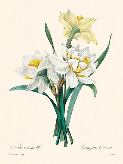 Ilustración botánica de Doble Narciso por Pierre-Joseph Redouté, 1827 