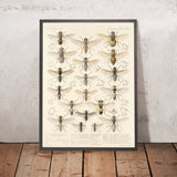True Flies (Diptera, Plate 16) by Frederick DuCane Godman, 1879