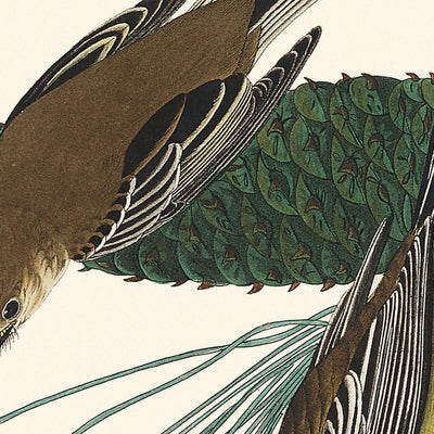 Kiefernkriechwarbler von John James Audubon, 1827 