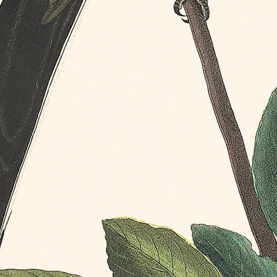 Gabelschwanz-Fliegenschnäpper von John James Audubon, 1827 