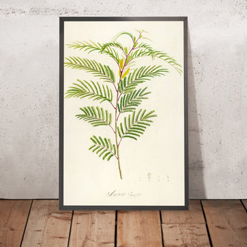 A framed image of Acacia complanata (Plate 40) by Pierre Joseph Redouté, 1813