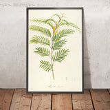 Acacia complanata (Plate 40) by Pierre Joseph Redouté, 1813