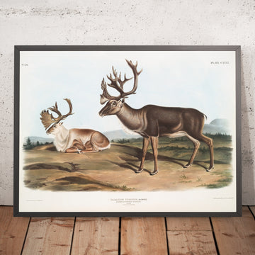 A framed image of 