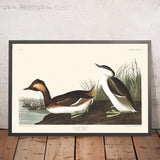 Grebe con orecchie di John James Audubon, 1827 