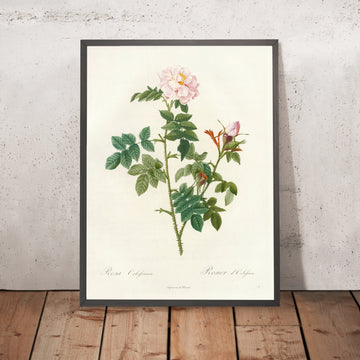 A framed image of Rosa Orbessanea by Pierre Joseph Redouté, 1817