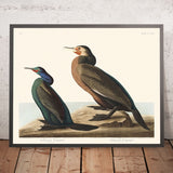Cormorano verde-viola e Cormorano di Townsend di John James Audubon, 1827 