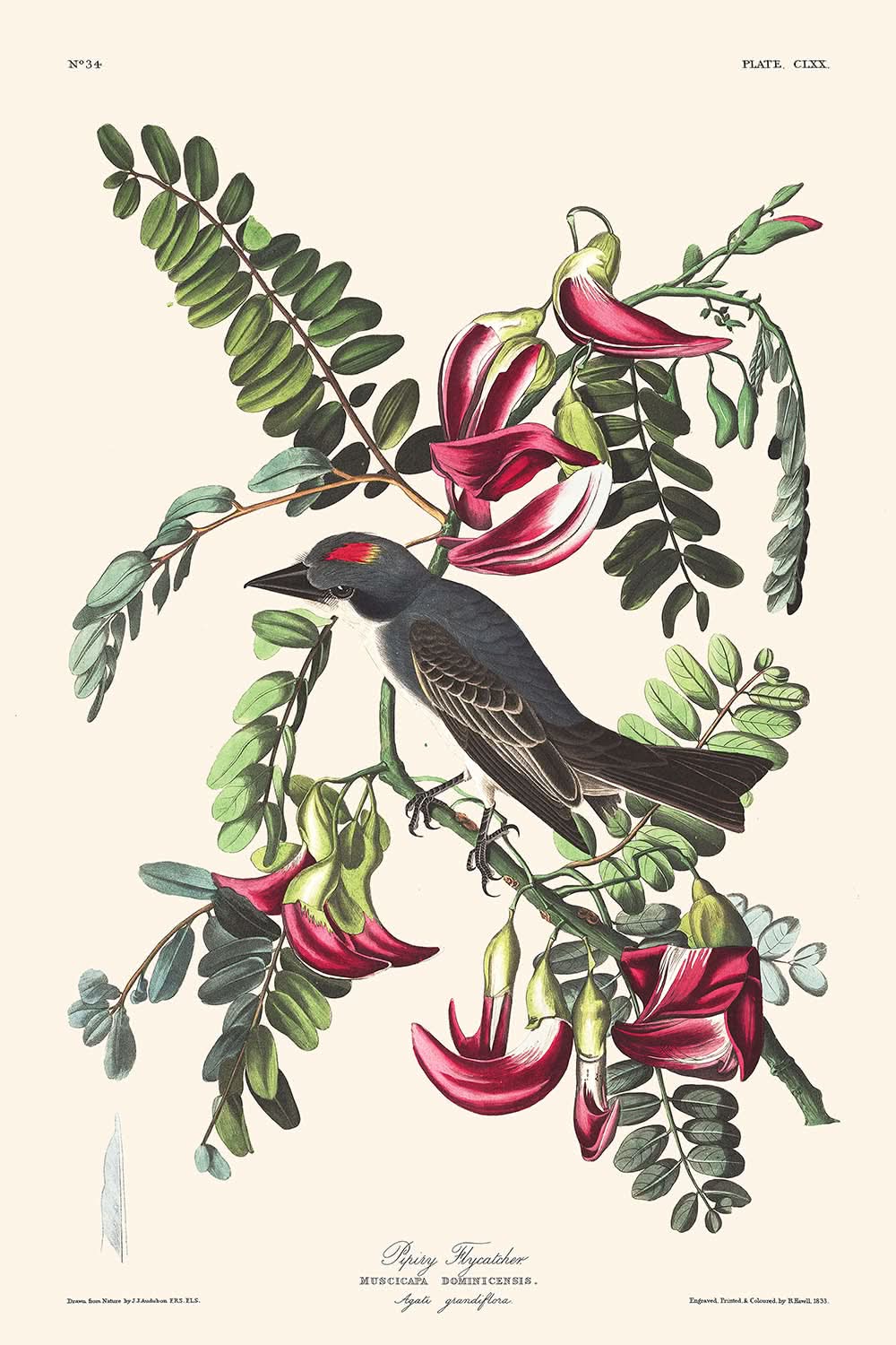 Piping Flycatcher by John James Audubon, 1827