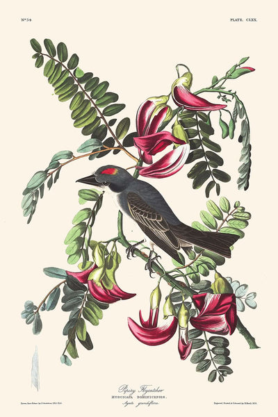 Piping Flycatcher by John James Audubon, 1827