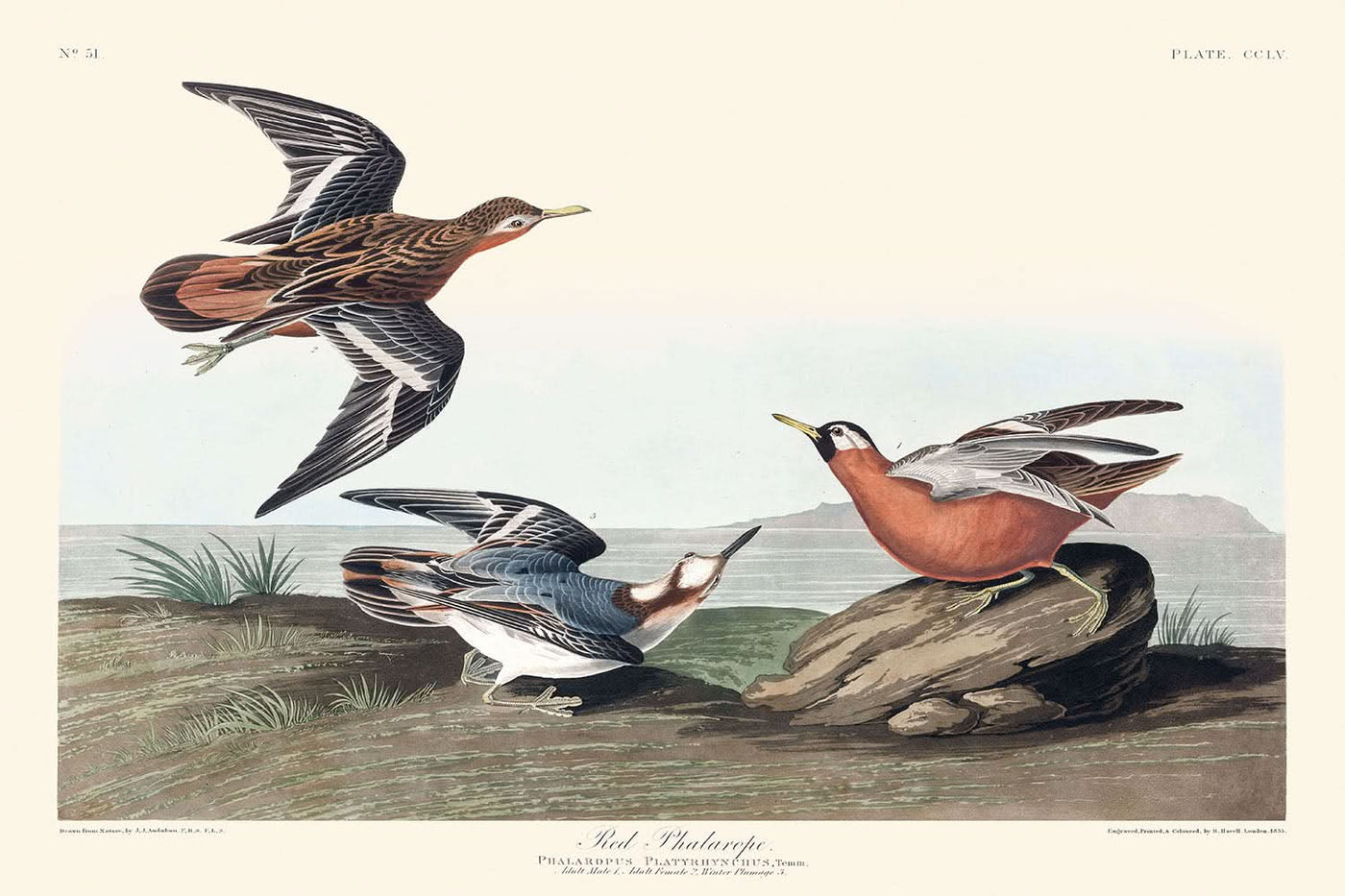 Roter Phalarope von John James Audubon, 1827 