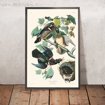 Un’immagine incorniciata di Summer or Wood Duck di John James Audubon, 1827