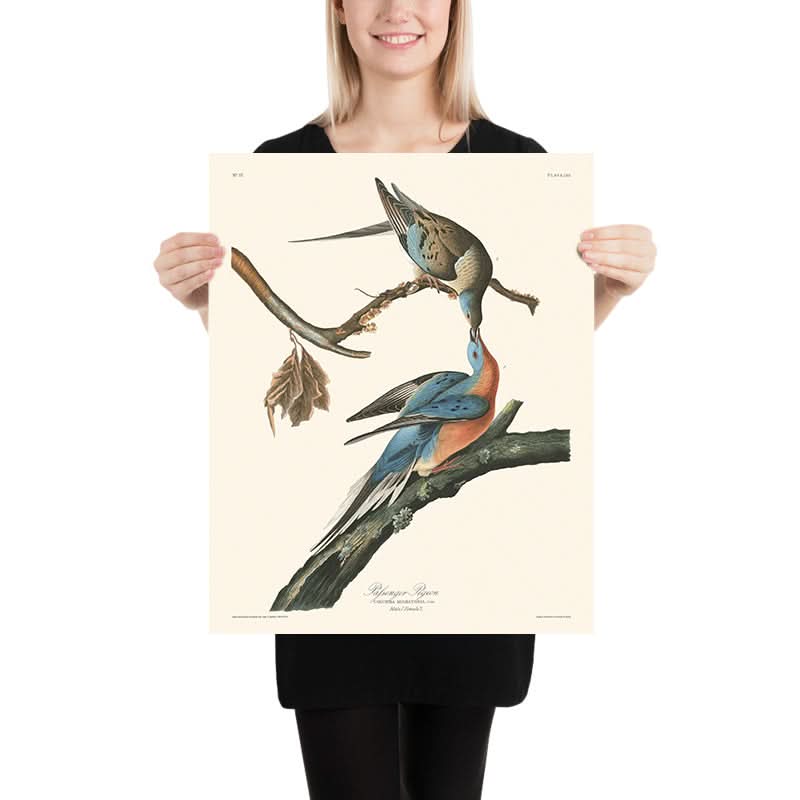 Passenger Pigeon by John James Audubon, 1827