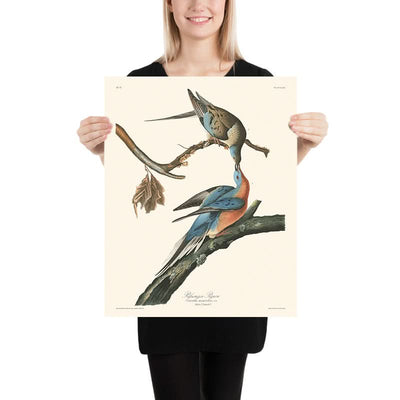 Passenger Pigeon by John James Audubon, 1827