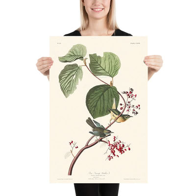 Kiefern-Sumpfsänger von John James Audubon, 1827 
