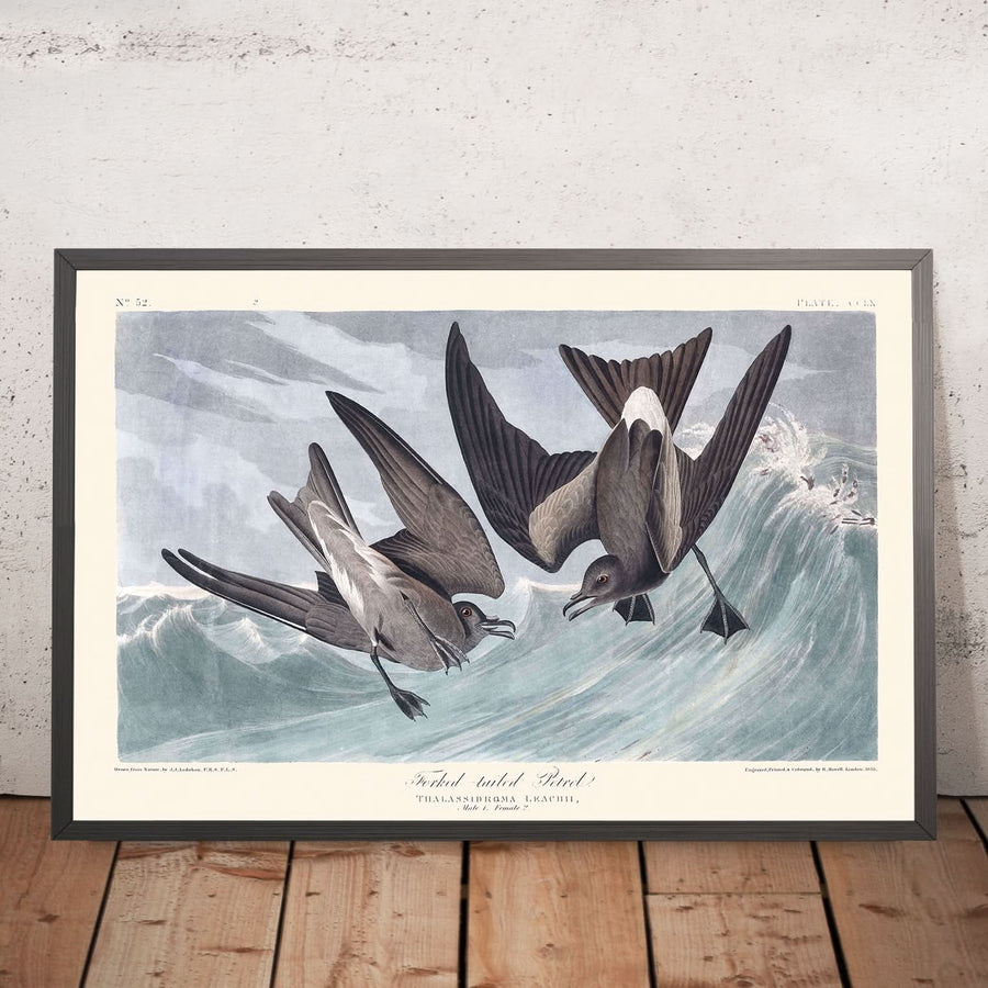 Petrello a coda di forca di John James Audubon, 1827 